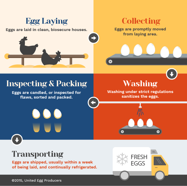 https://eggsafety.org/wp-content/uploads/2015/09/On_the_Farm_02-1.png